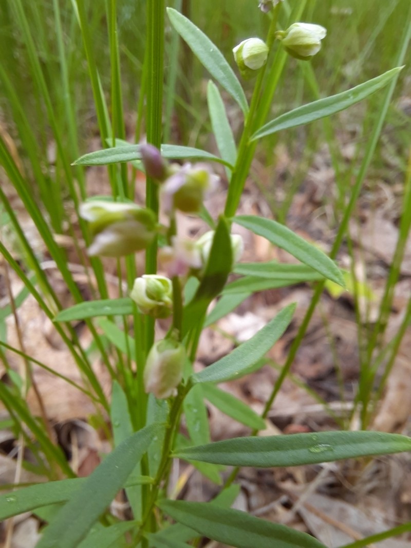 Racemed Milkwort photo 4