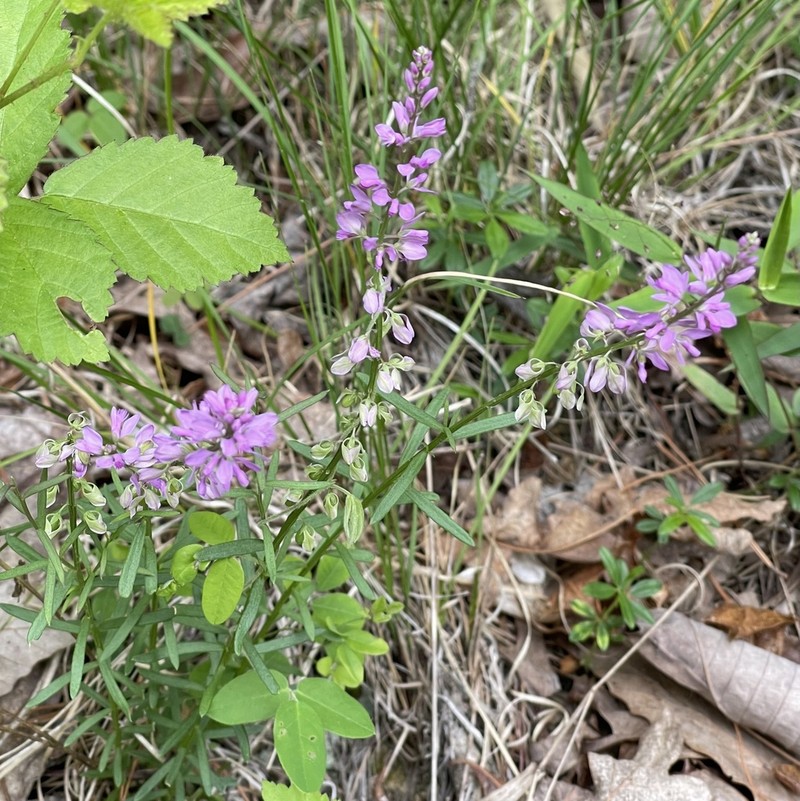 Racemed Milkwort photo 5
