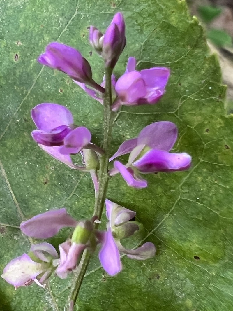 Racemed Milkwort photo 6
