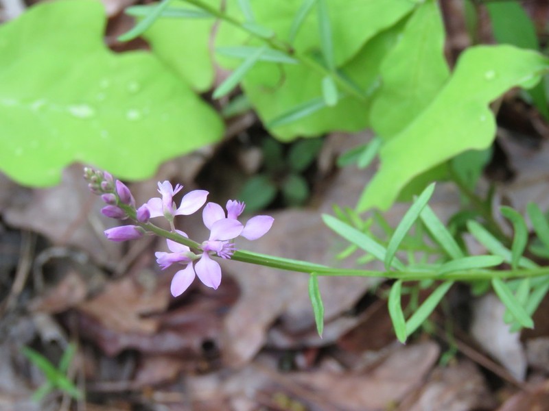 Racemed Milkwort photo 7