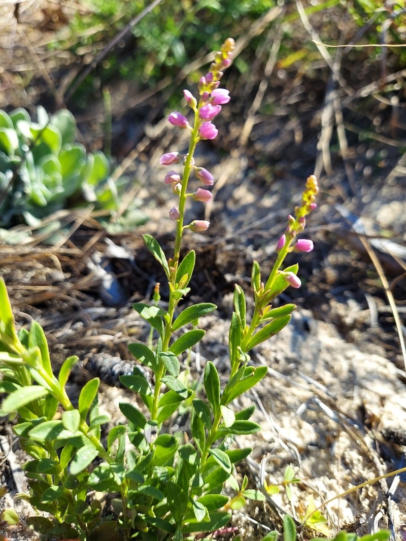 Racemed Milkwort photo 8