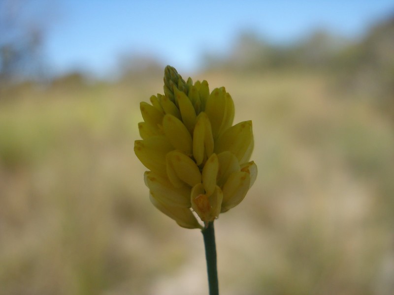 Senega pseudovariabilis