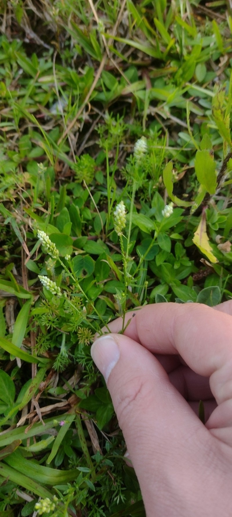 Senega pulchella photo 2