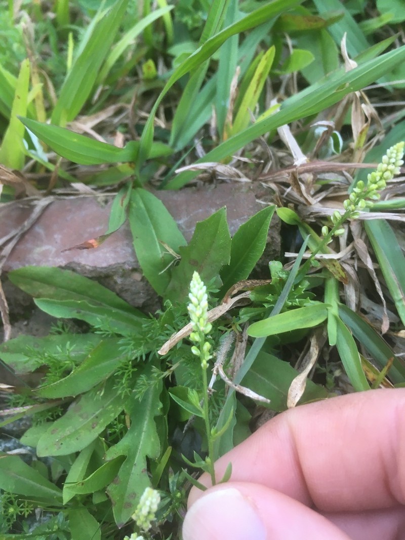 Senega pulchella photo 3