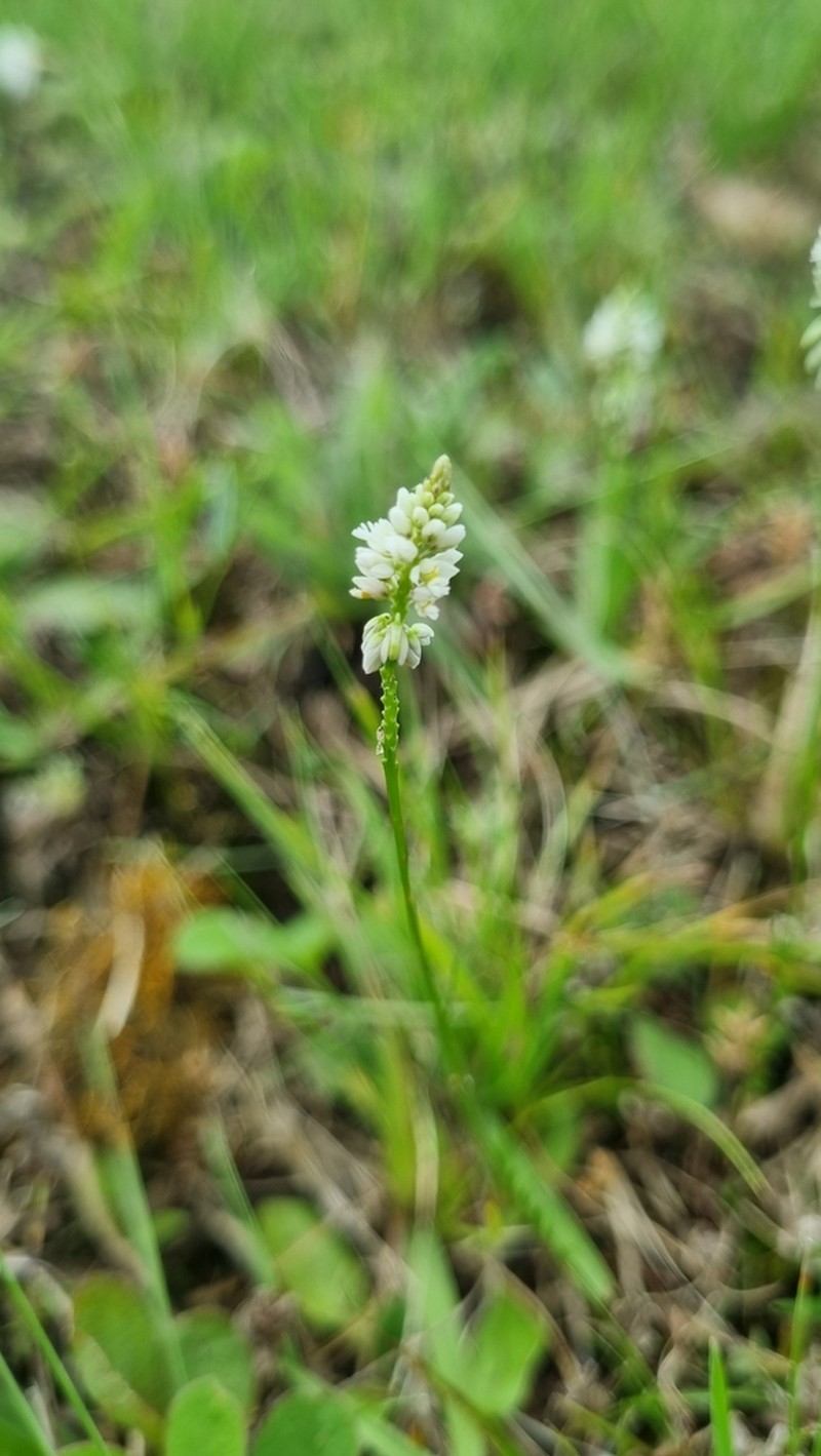 Senega pulchella photo 4