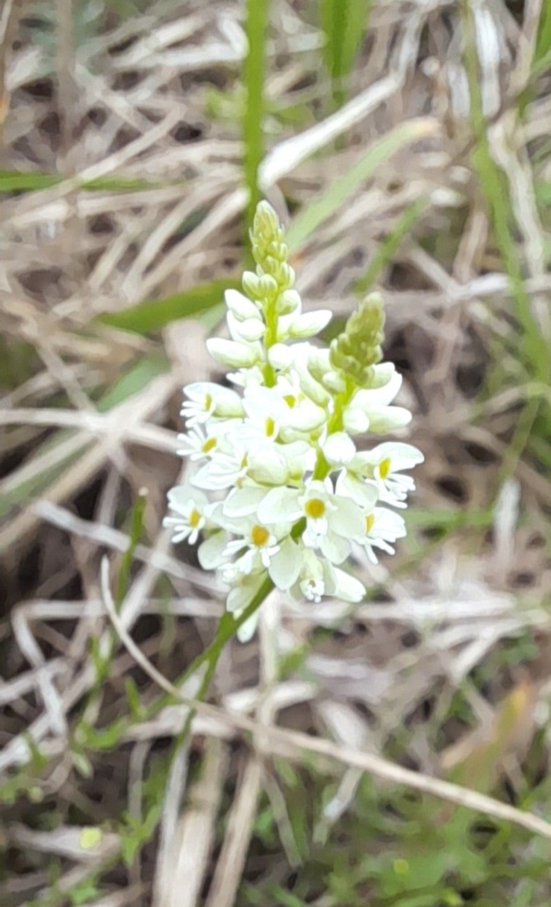 Senega pulchella photo 5