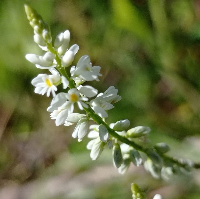 Senega pulchella photo 6