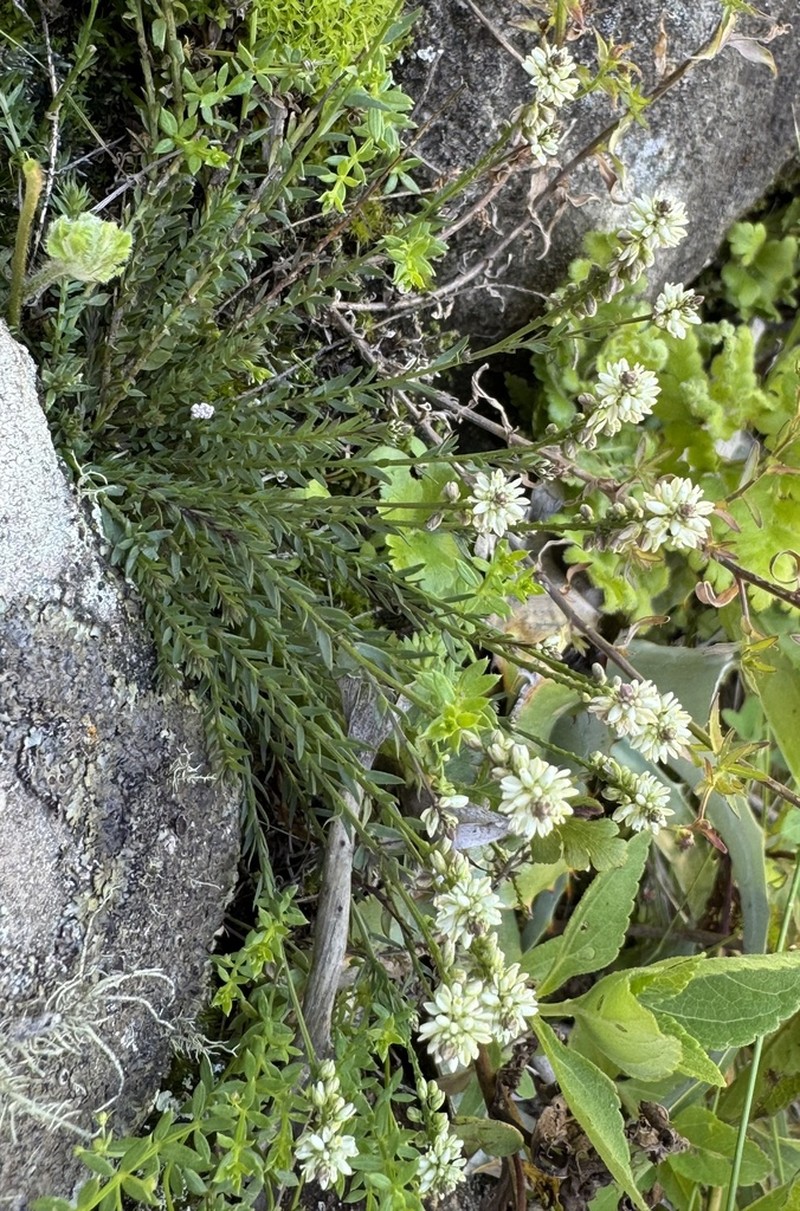 Senega pulchella photo 7