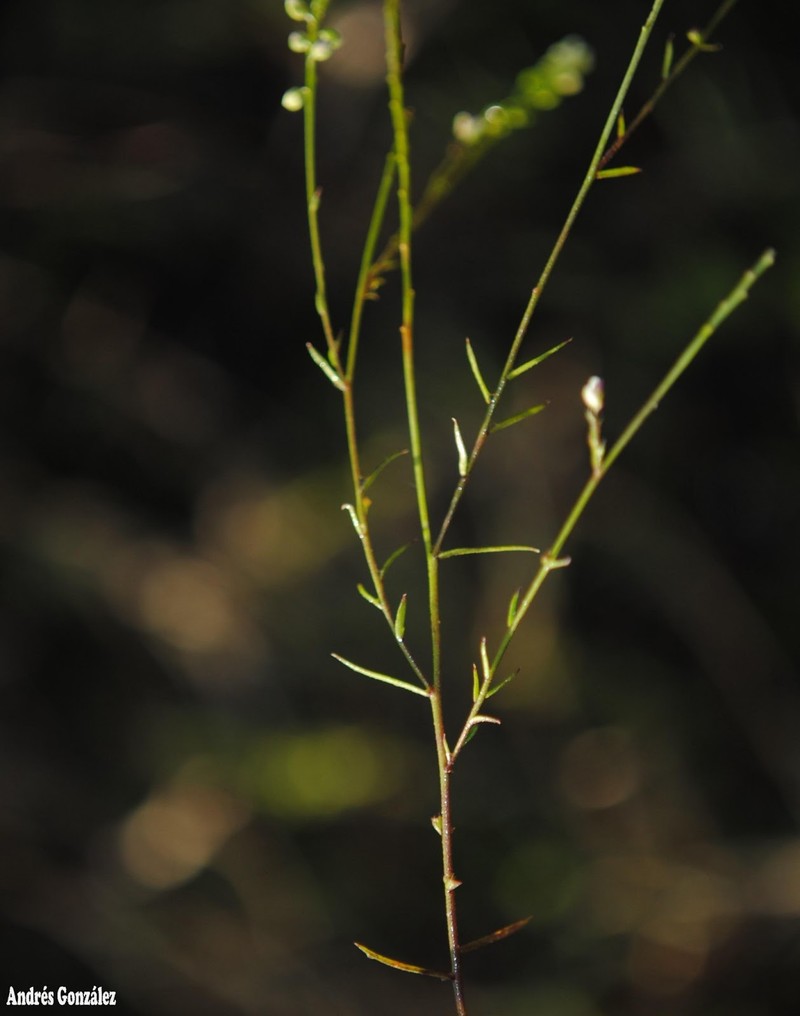 Senega pulchella