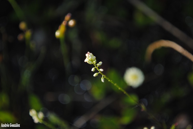 Senega pulchella photo 8