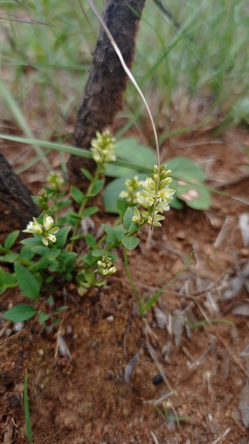 Senega pumila
