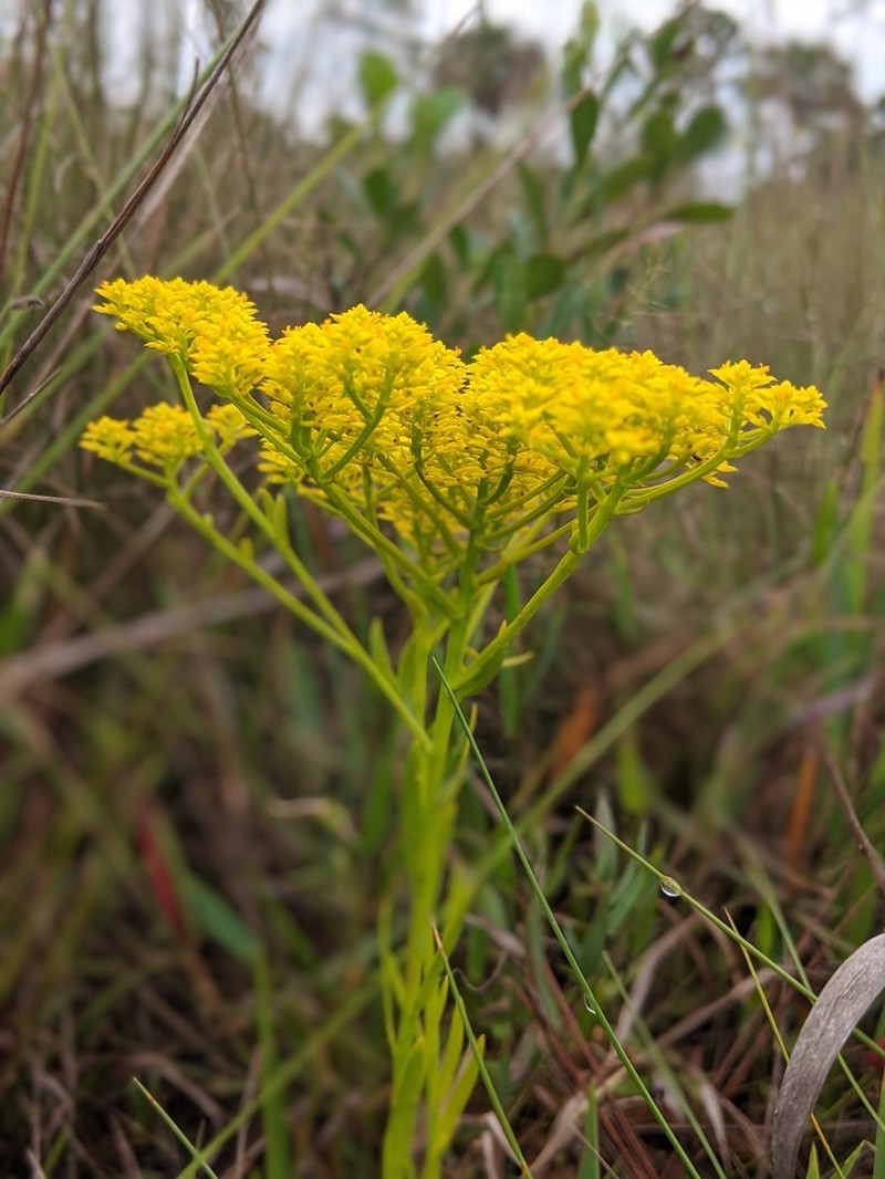 Low Pinebarren Milkwort
