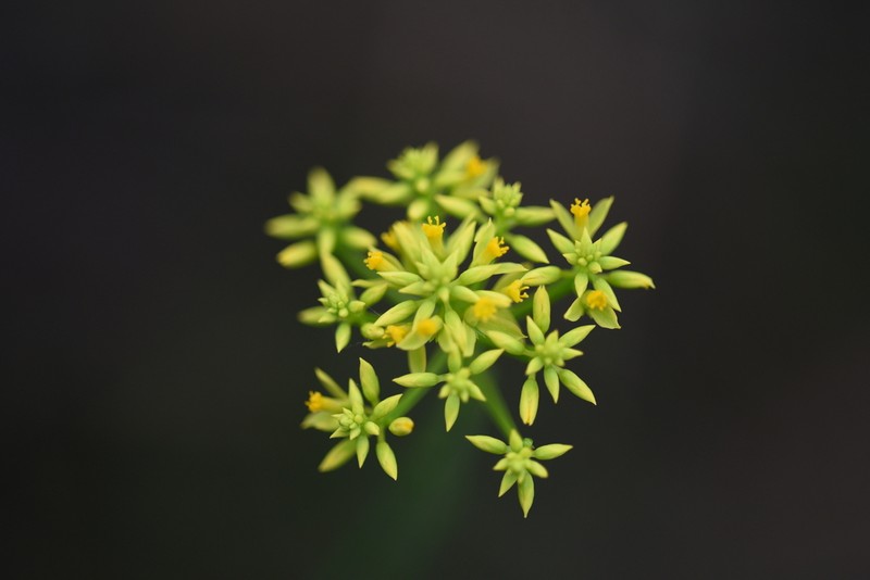 Low Pinebarren Milkwort photo 2
