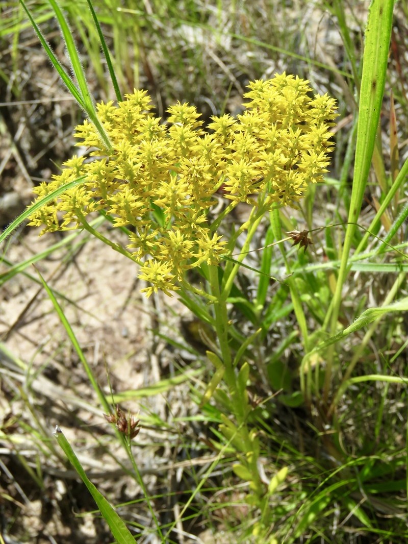 Low Pinebarren Milkwort photo 3