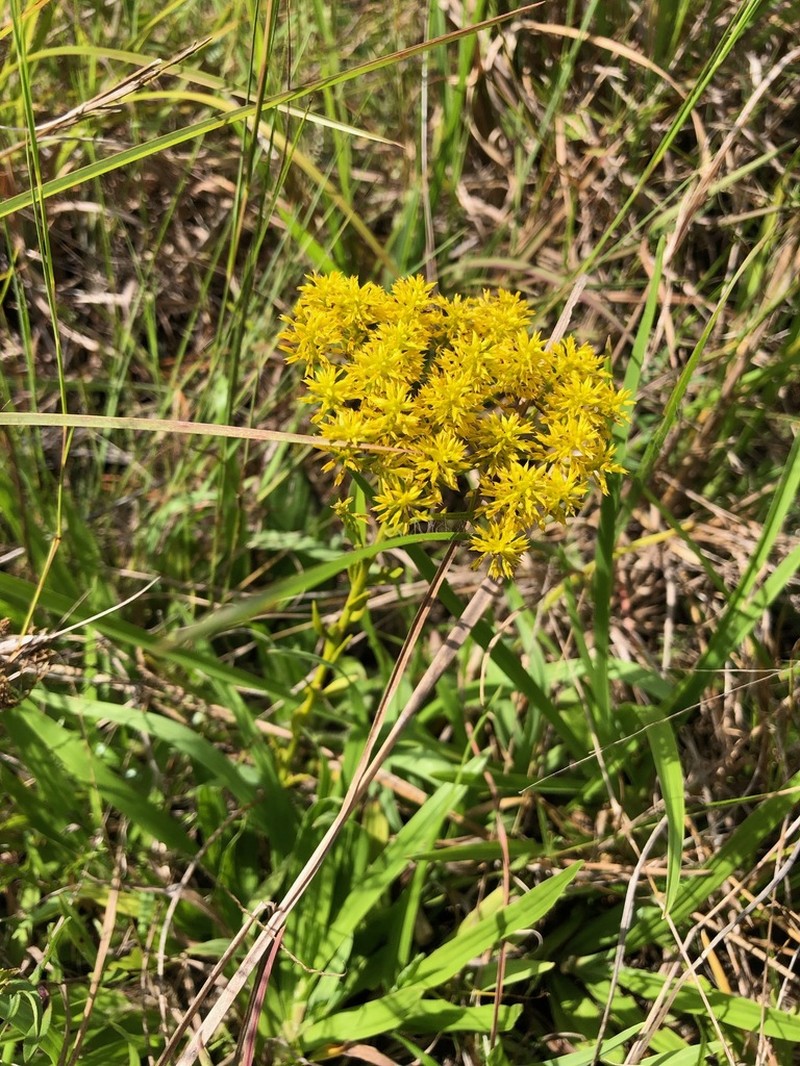 Low Pinebarren Milkwort photo 4