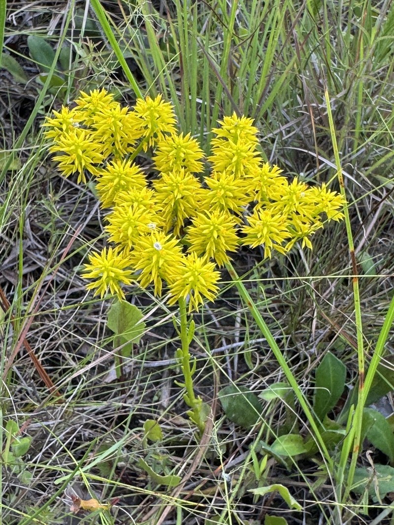Low Pinebarren Milkwort photo 5
