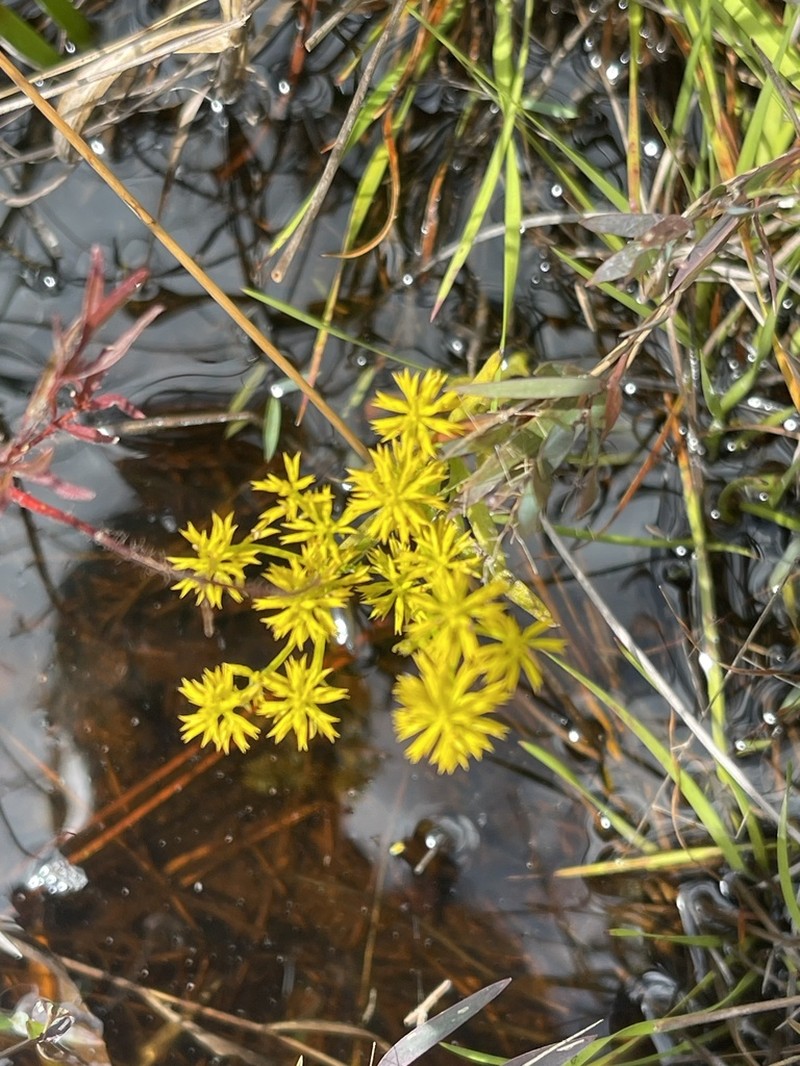 Low Pinebarren Milkwort photo 6