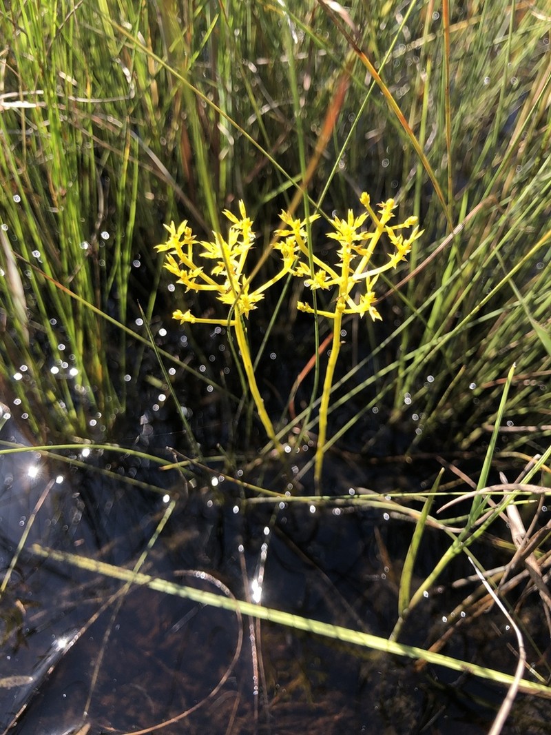Low Pinebarren Milkwort photo 7