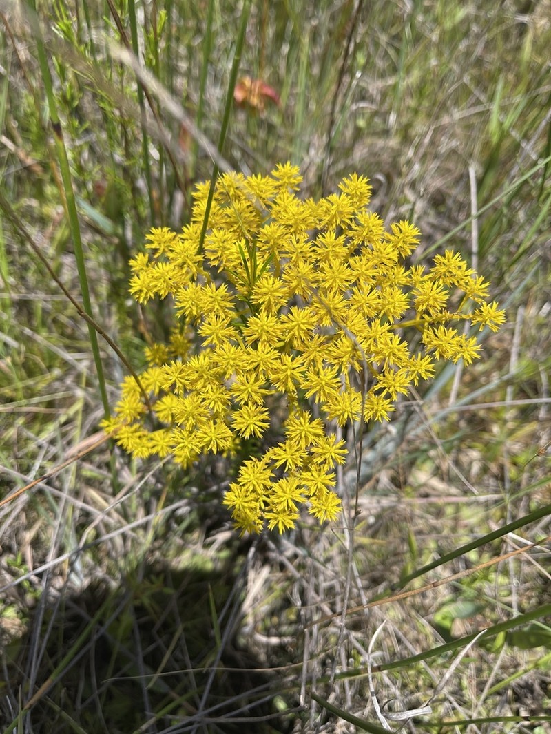 Low Pinebarren Milkwort photo 8