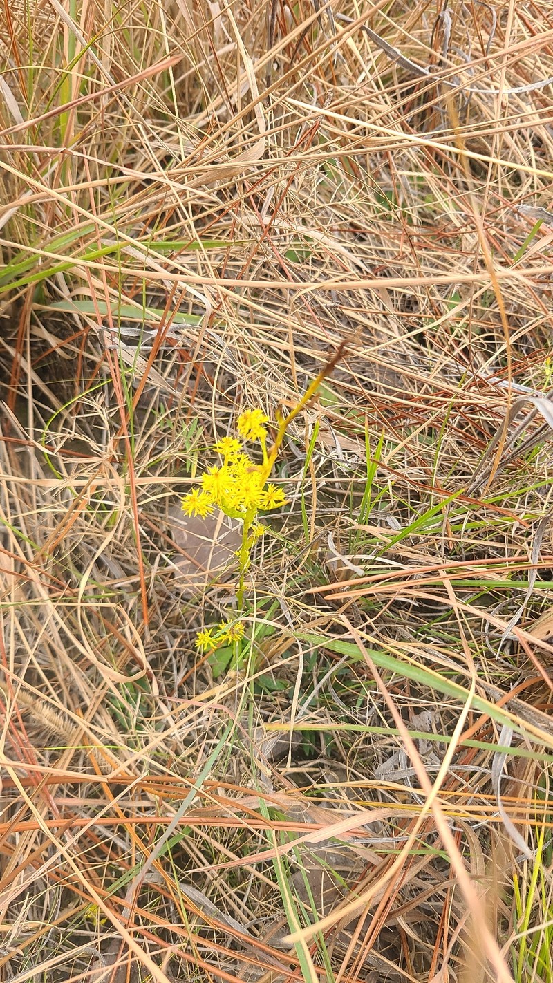 Senega remota