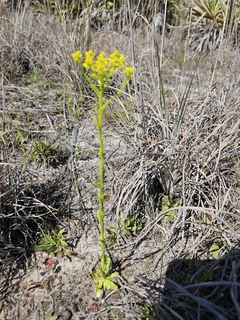 Senega remota photo 2