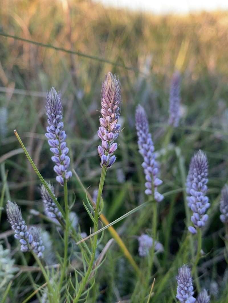 Senega resedoides