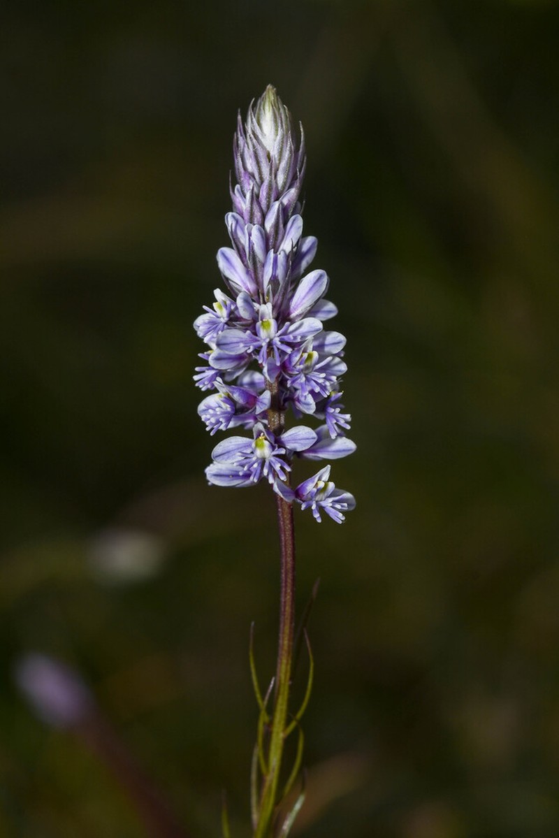Senega resedoides photo 2