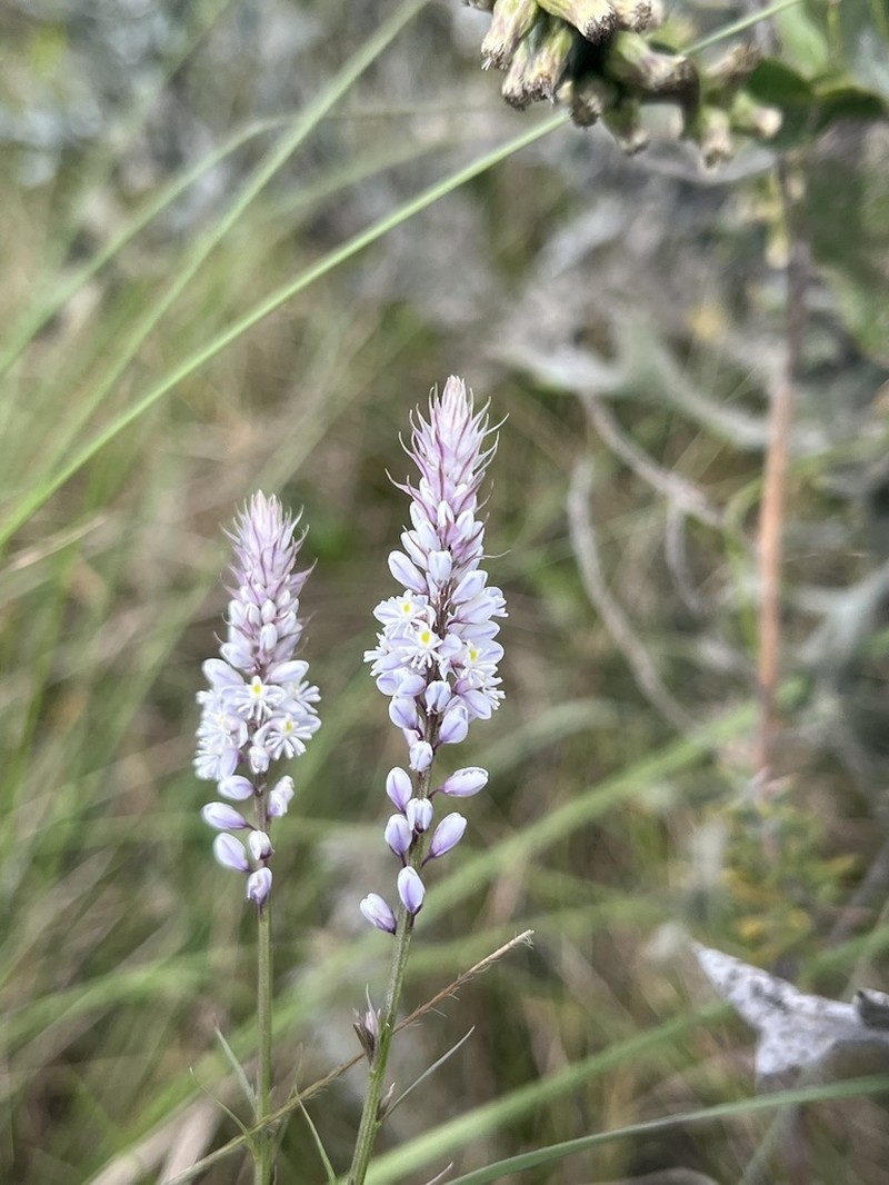Senega resedoides photo 3