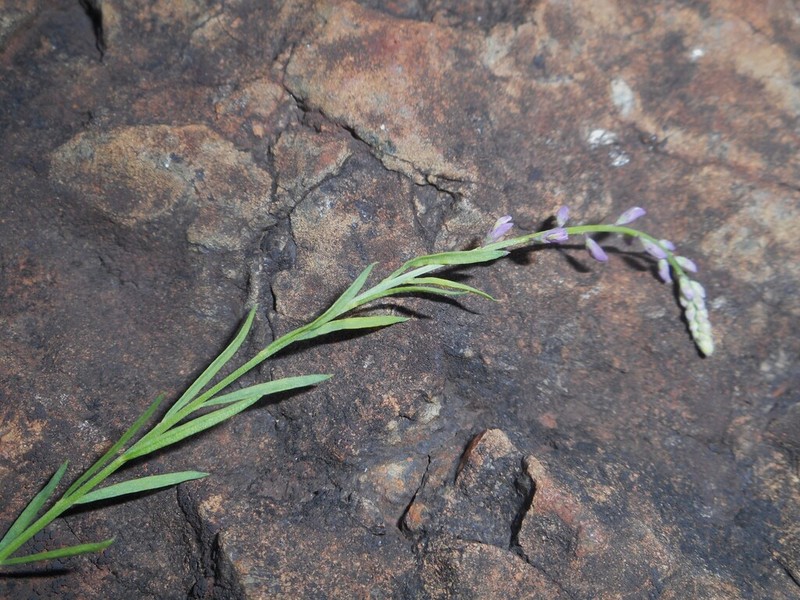 Senega rhynchosperma