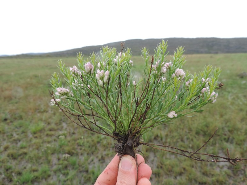 Senega rigida