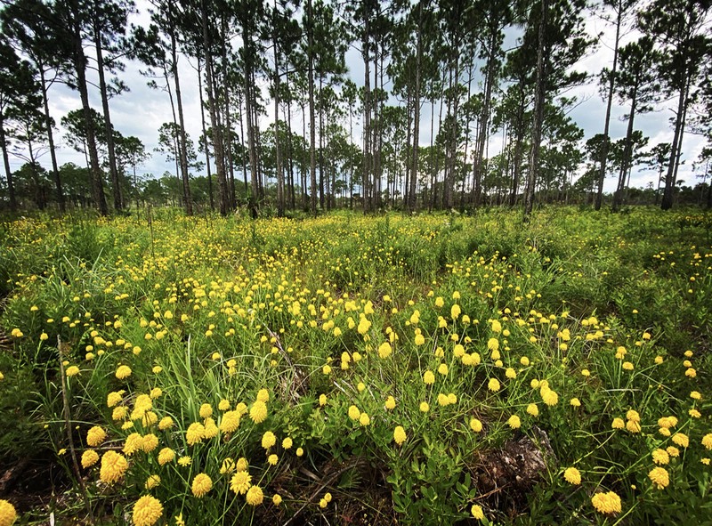 Yellow Milkwort