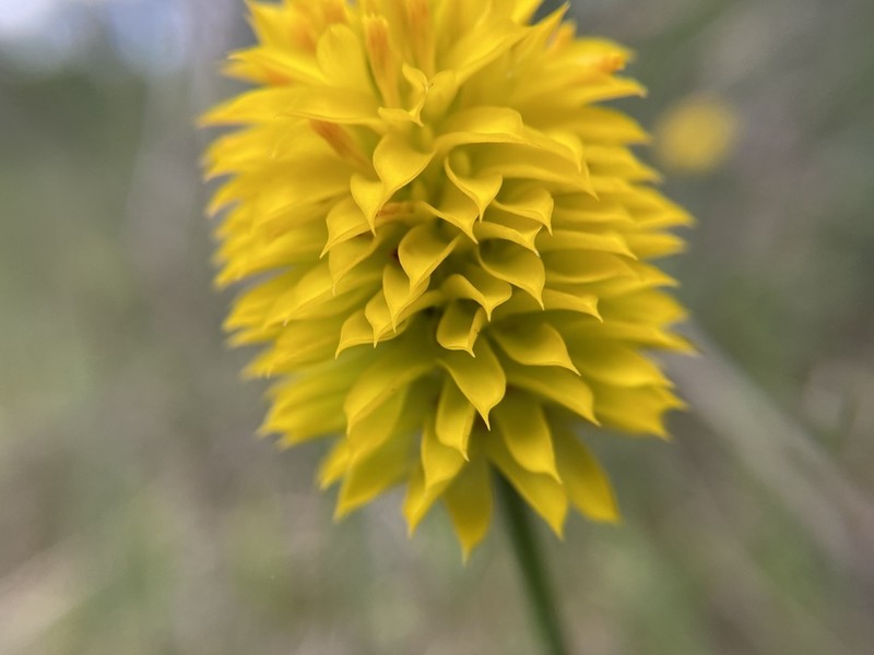 Yellow Milkwort photo 2