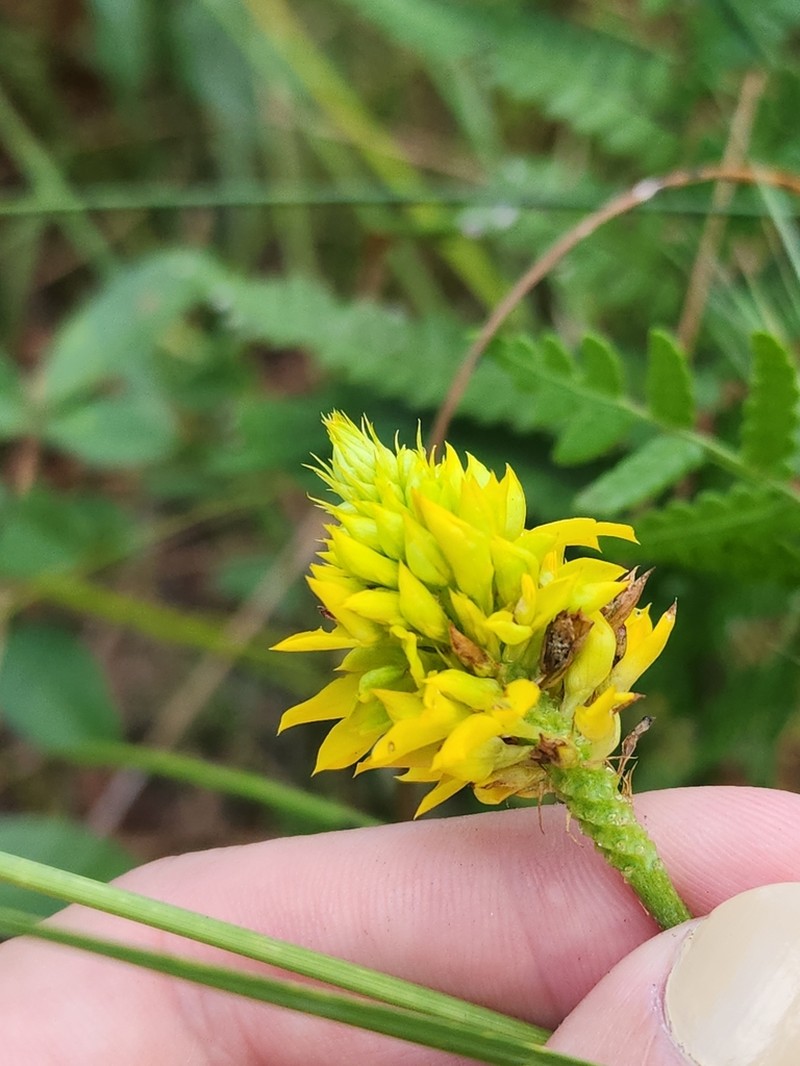 Yellow Milkwort photo 3