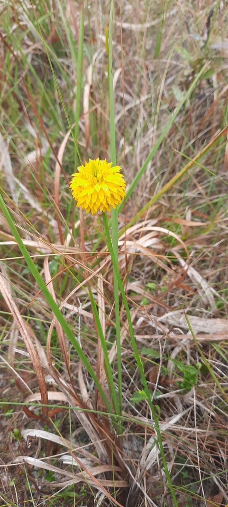 Yellow Milkwort photo 4