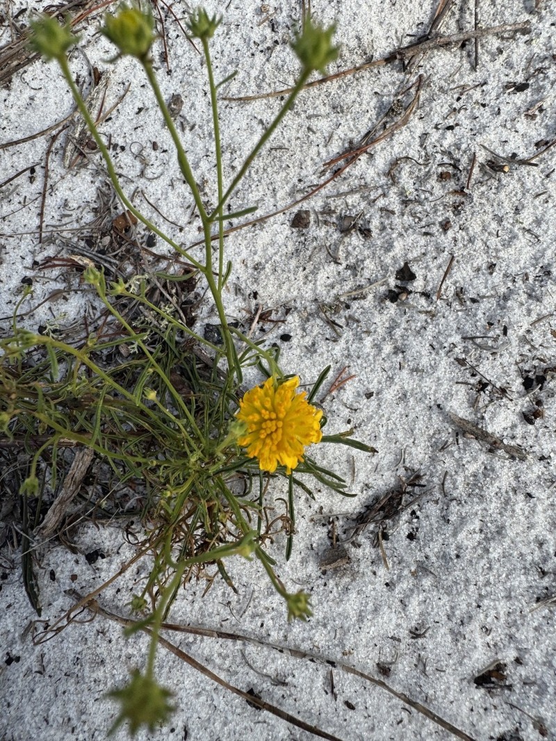 Yellow Milkwort photo 5