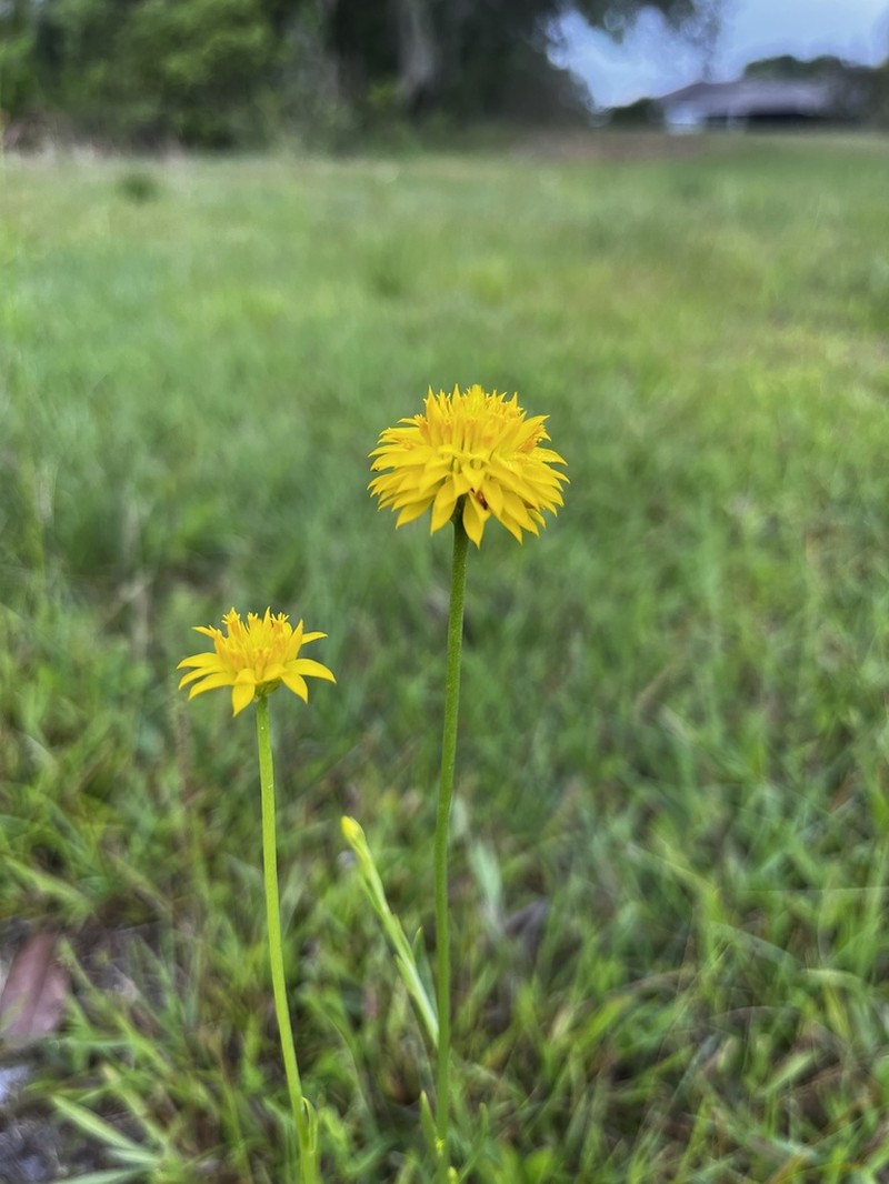 Yellow Milkwort photo 6