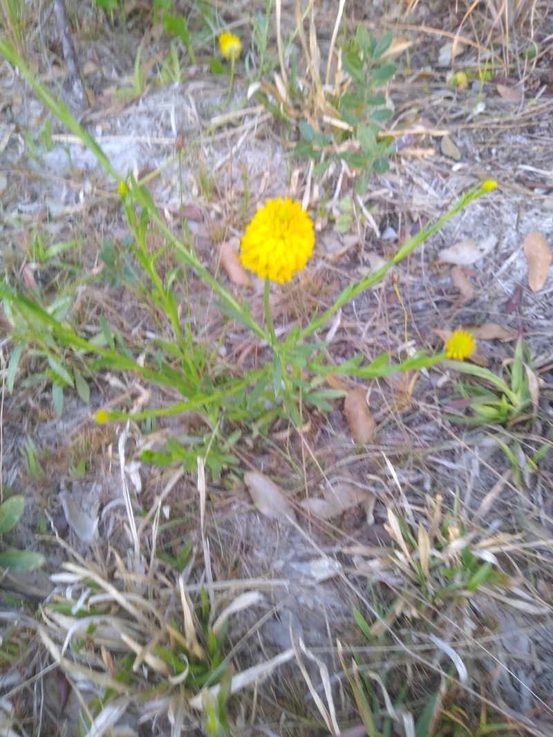 Yellow Milkwort photo 7