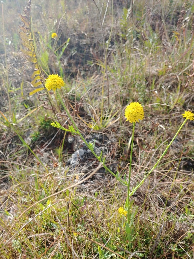 Yellow Milkwort photo 8
