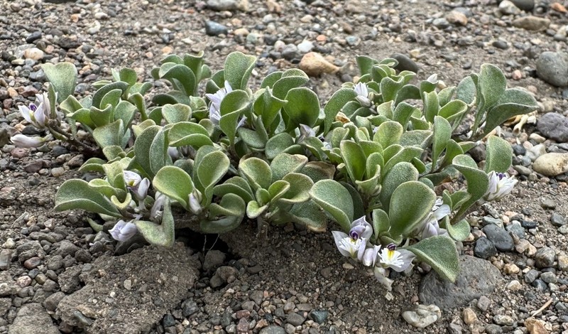 Senega sabuletorum
