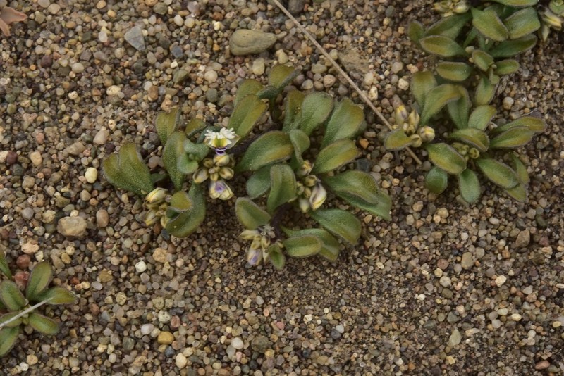 Senega sabuletorum photo 2