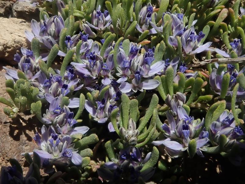 Senega salasiana