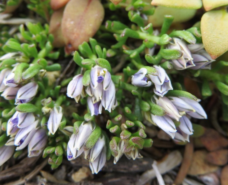 Senega salasiana photo 3