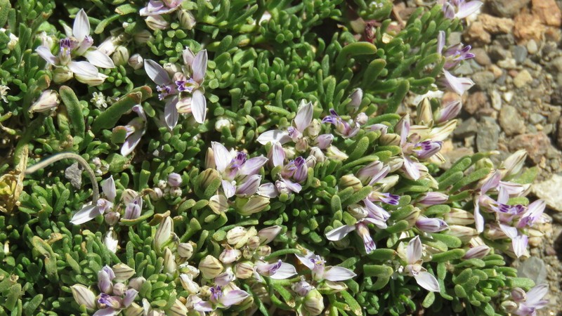 Senega salasiana photo 5