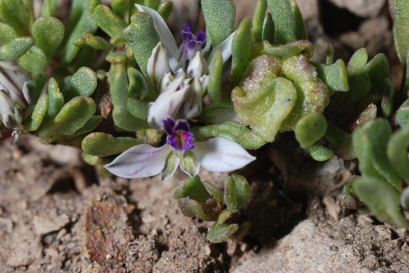 Senega salasiana photo 6