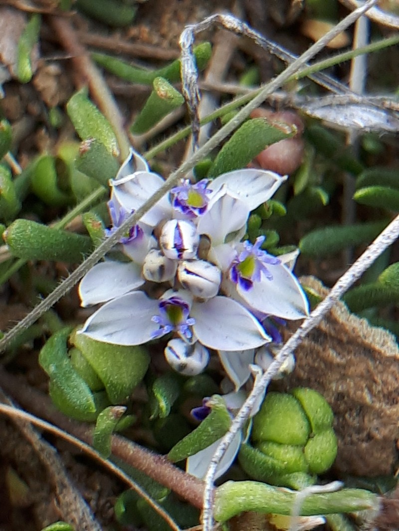 Senega salasiana photo 8