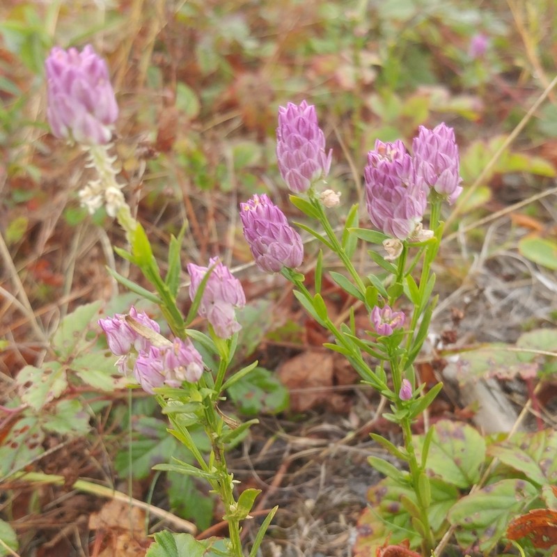 Purple Milkwort
