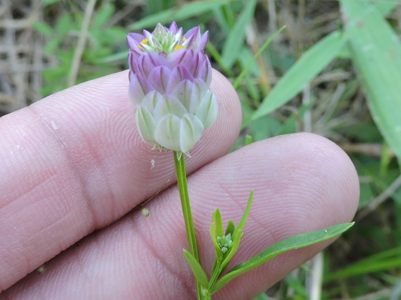 Purple Milkwort photo 2