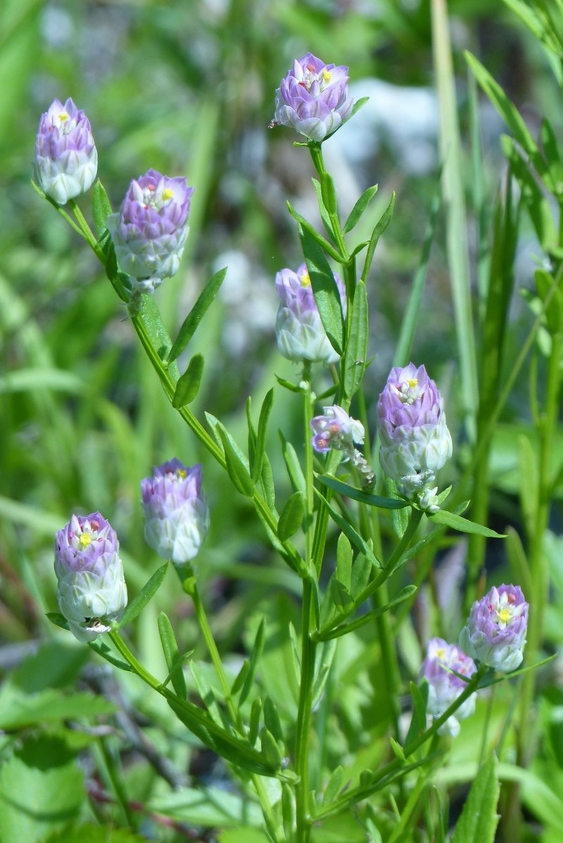 Purple Milkwort photo 3