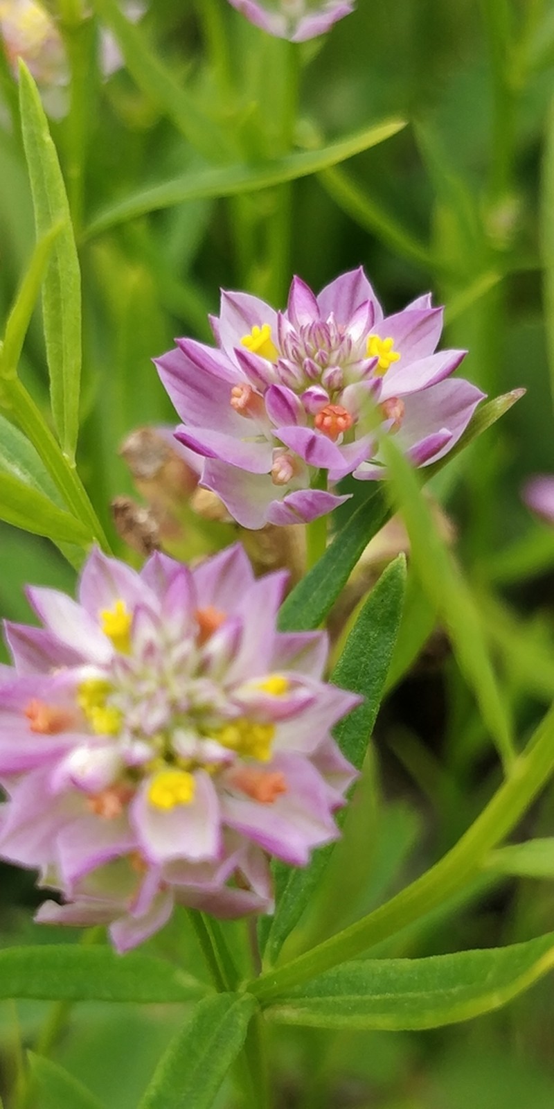 Purple Milkwort photo 4