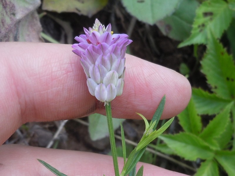 Purple Milkwort photo 5